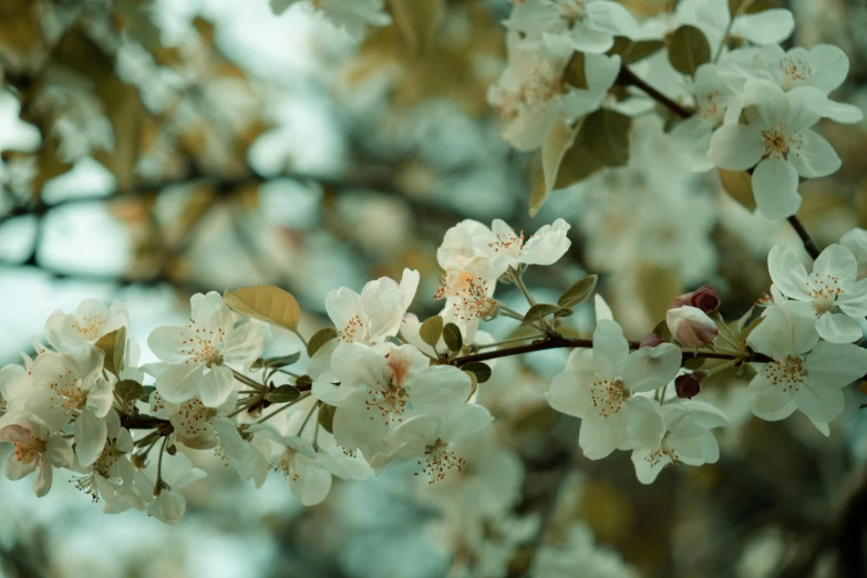 nches and flowers with little white flowers growing on them