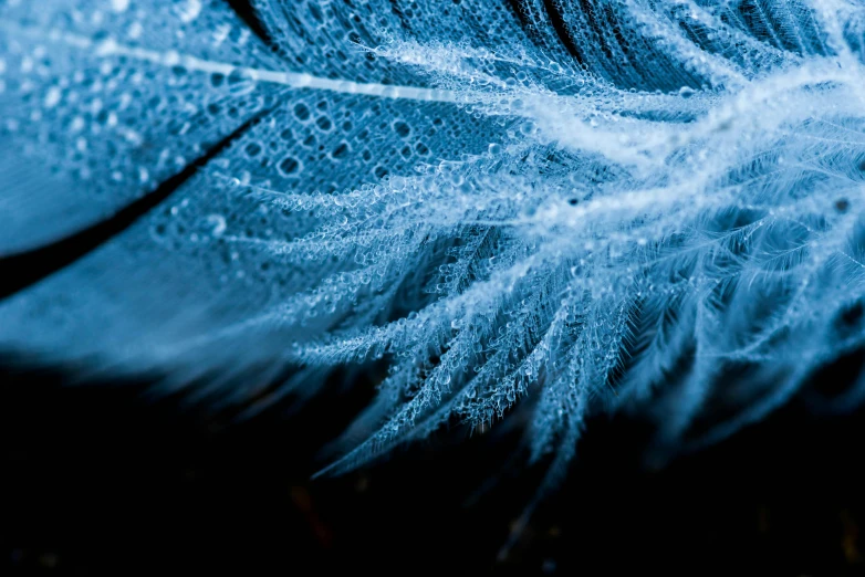 a close up po of a blue colored feather