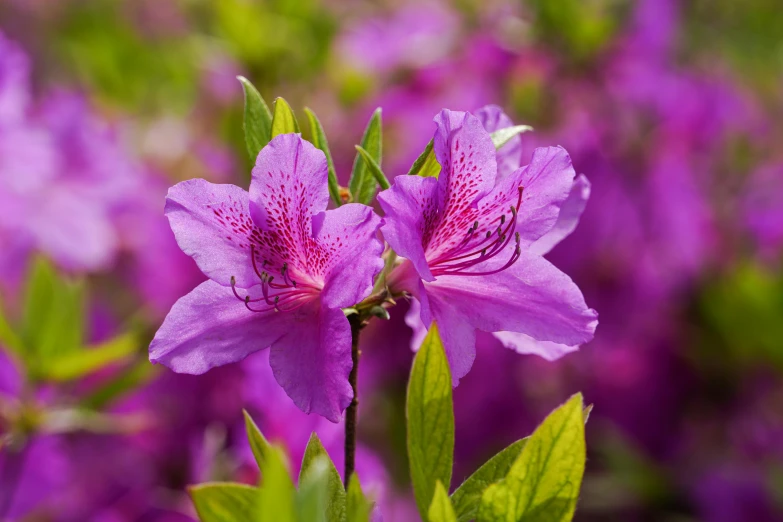 the purple flowers are in full bloom and are not far from each other