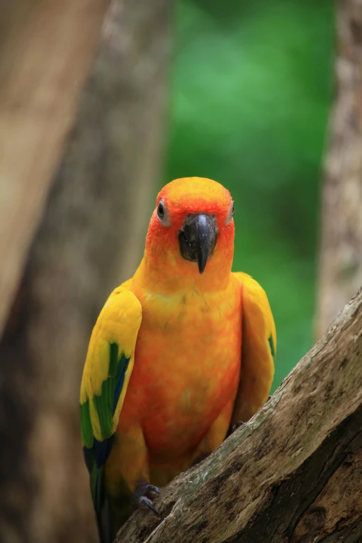 a brightly colored parrot is standing on a nch