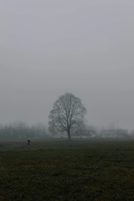 sheep in a misty meadow near a tree