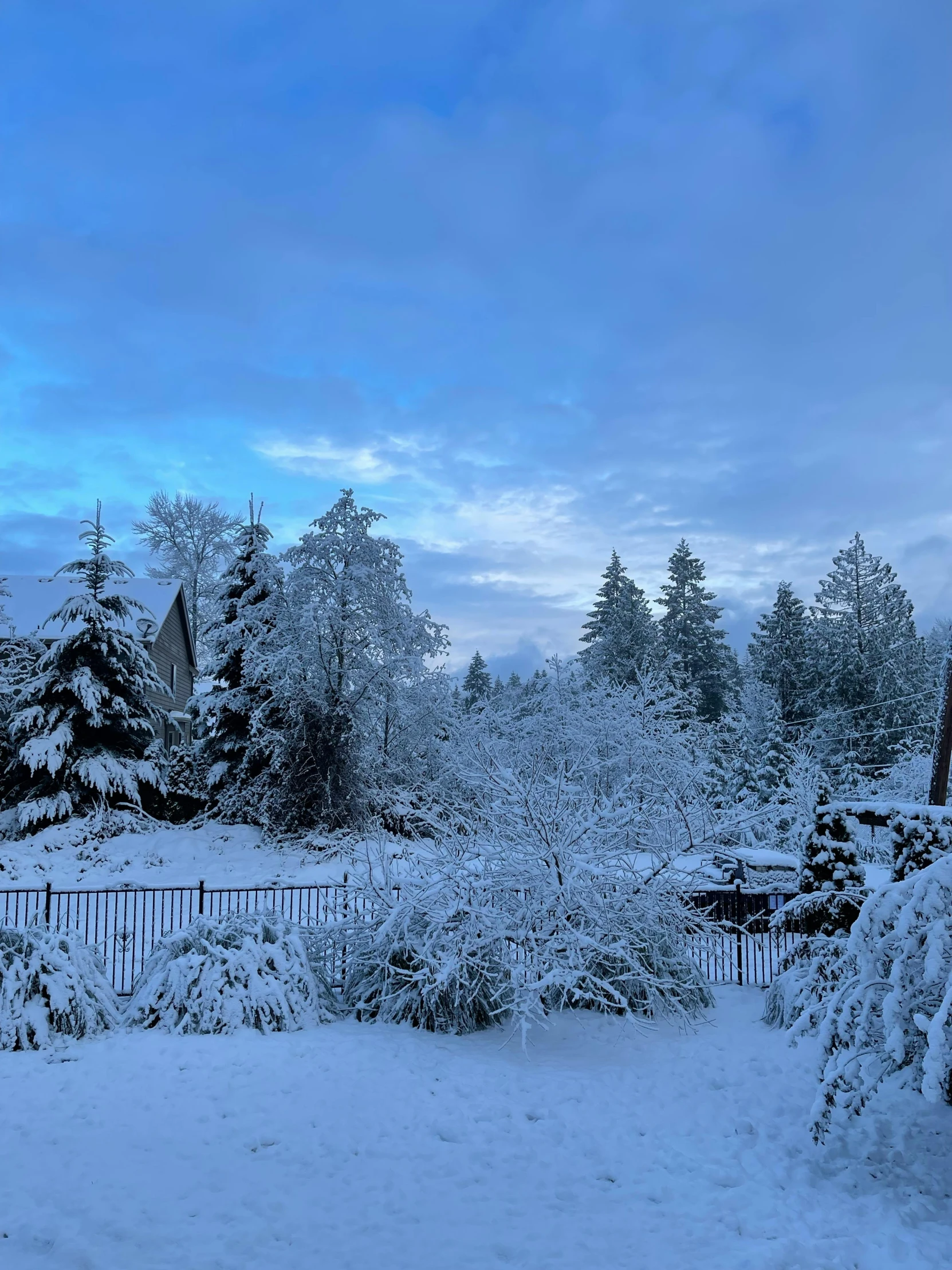 snow covered trees and shrubs surround a fence