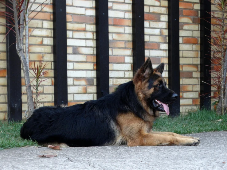 a black, brown and black dog laying down near a brick fence