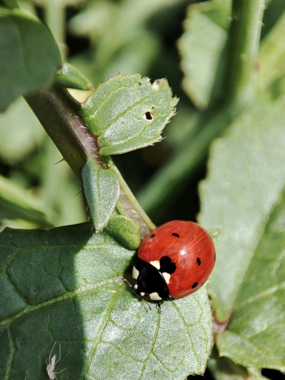 a lady bug on top of a leaf