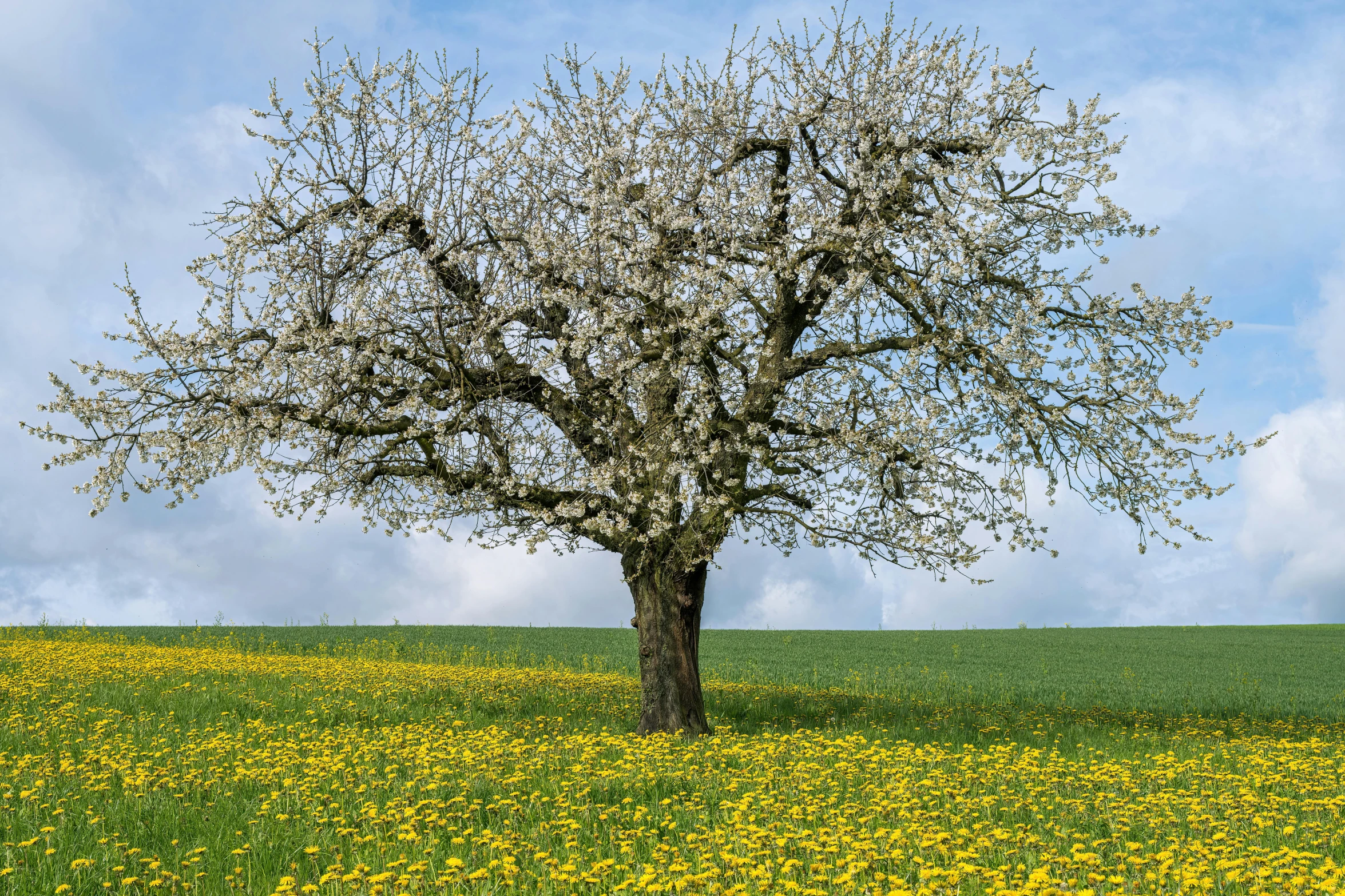 a very big pretty tree in a big grassy field