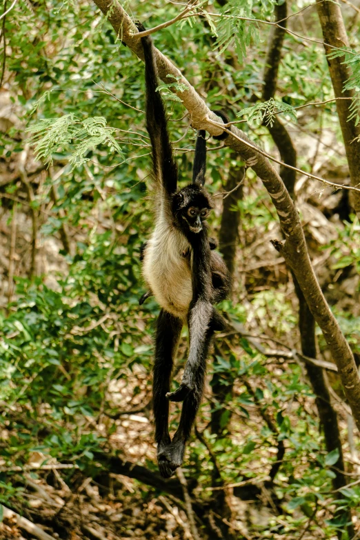 a monkey hanging from the side of a tree nch