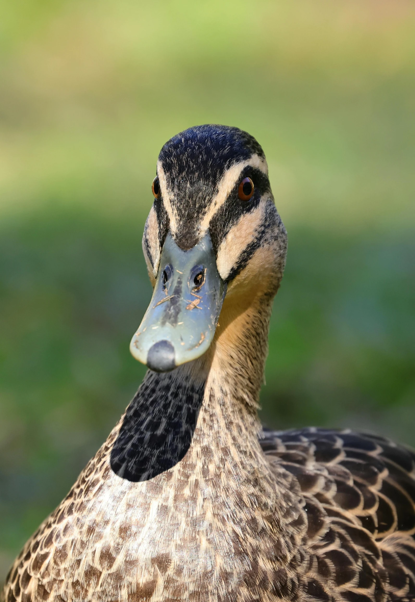 a picture of a duck standing outside