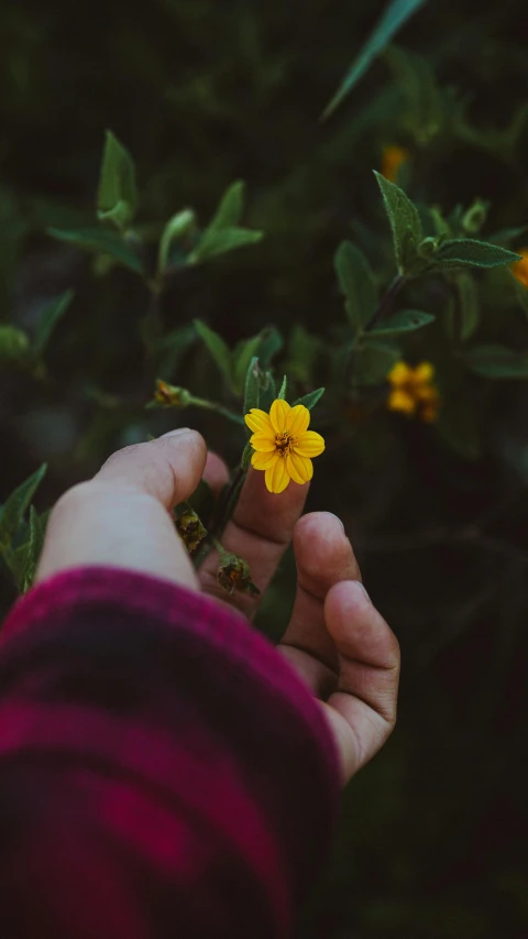 someone holding the small flower in their hands
