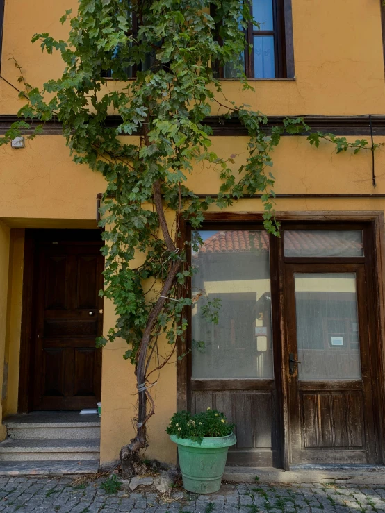 a tree that is growing from an old door of a building