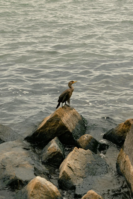 a bird sitting on top of a rock by the water