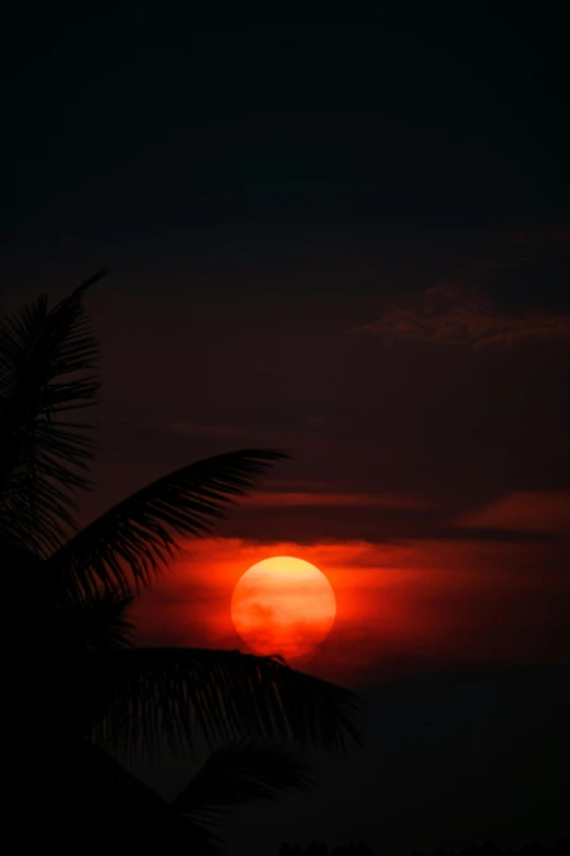 the sun rising in front of palm trees