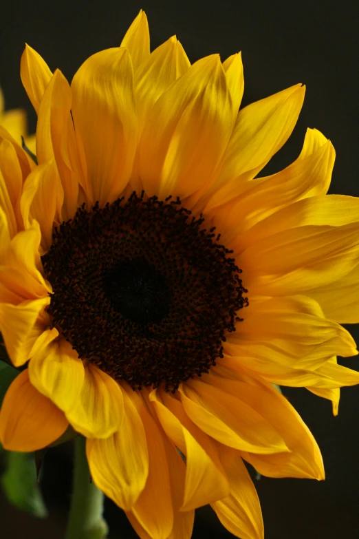 a yellow flower with black stamens stands next to some green leaves