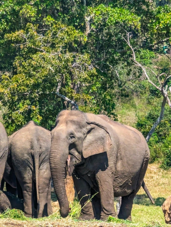 three elephants walking by each other in the field