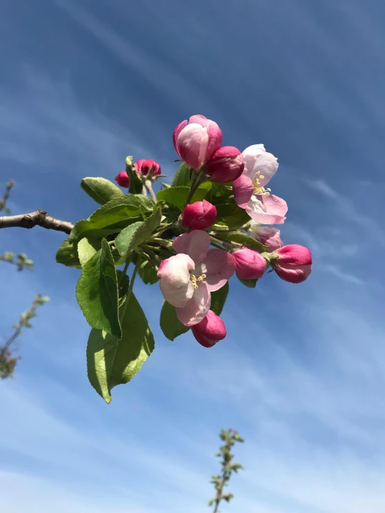 the flower of a blossoming pink and white orchid with green leaves on a nch in front of a blue sky