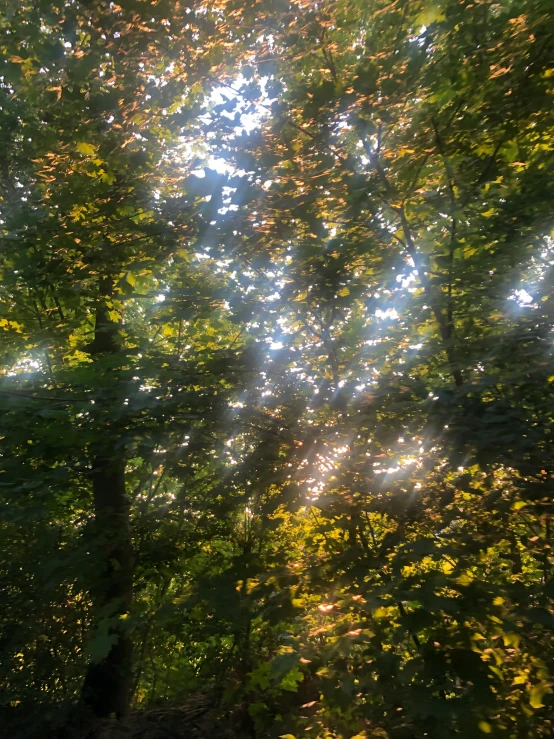 looking up at a bright sky in the forest