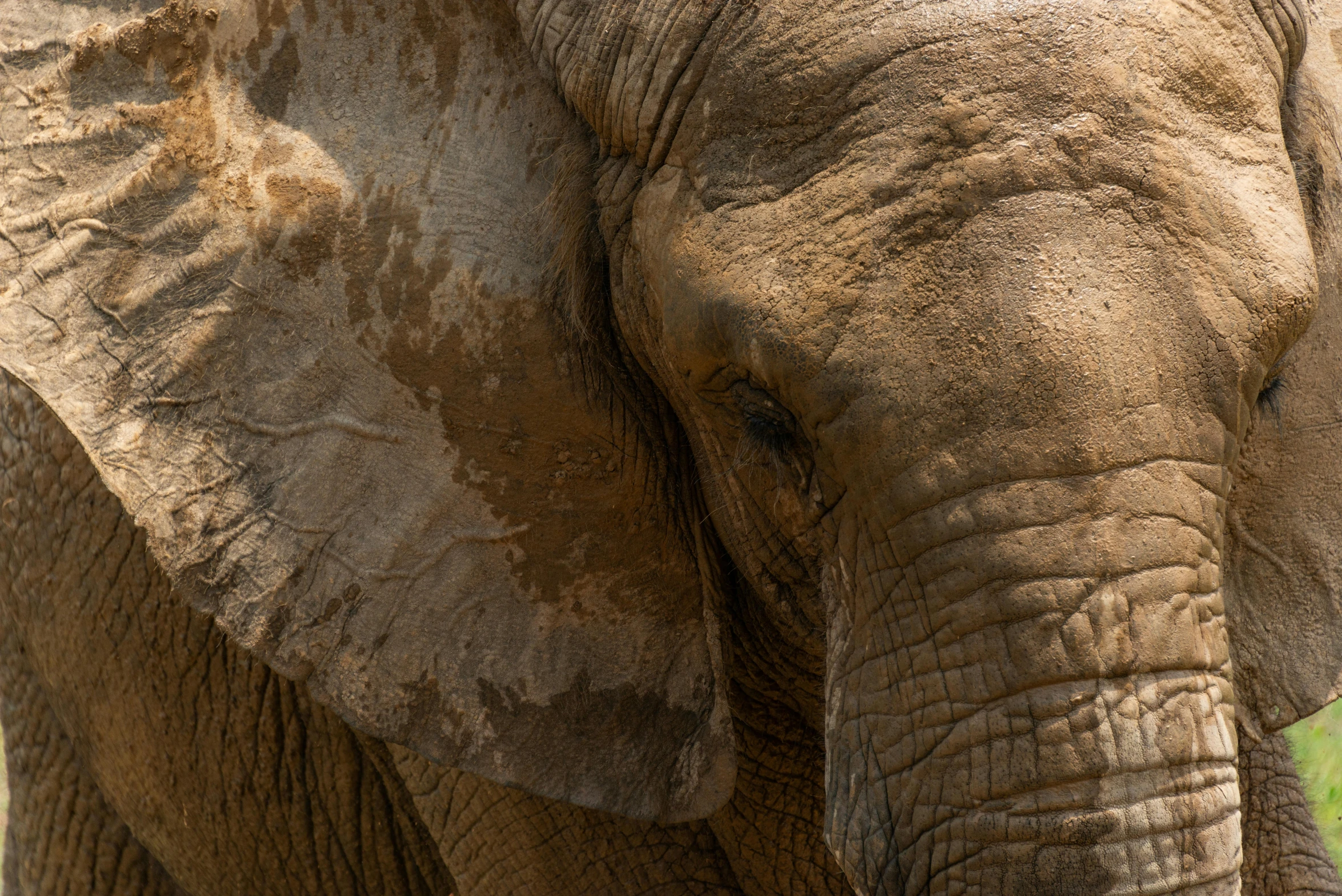 closeup of an elephant's large ears and a green field in the background