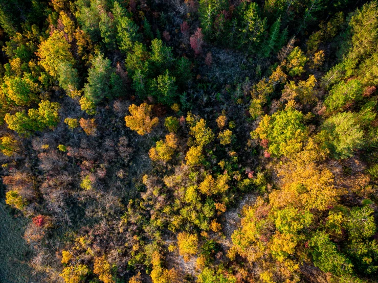 an aerial view of the top of trees with oranges and yellows