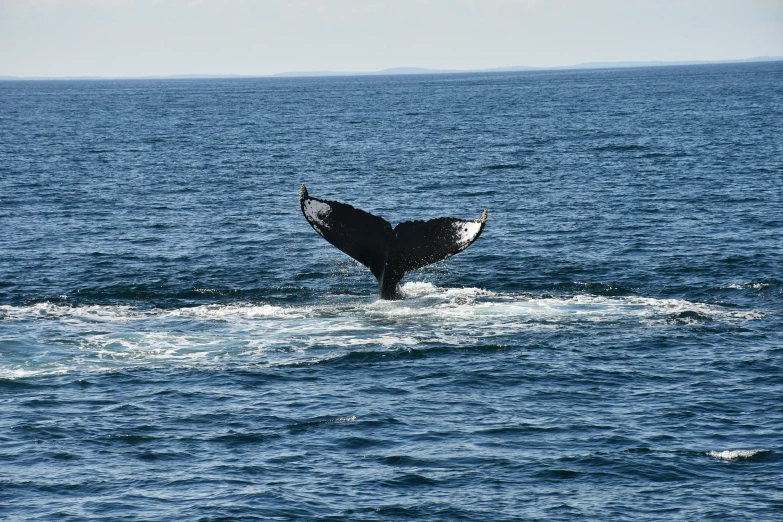 a large whale diving out of the water