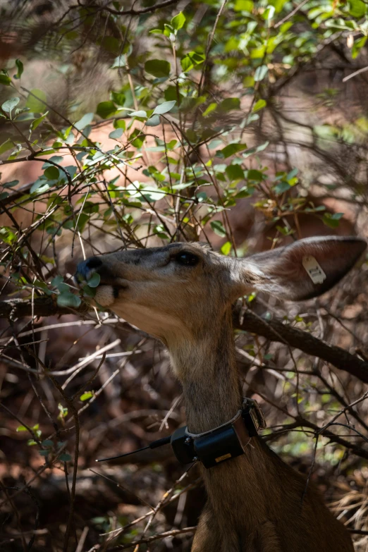 a deer chewing on a tree nch with grass and leafs