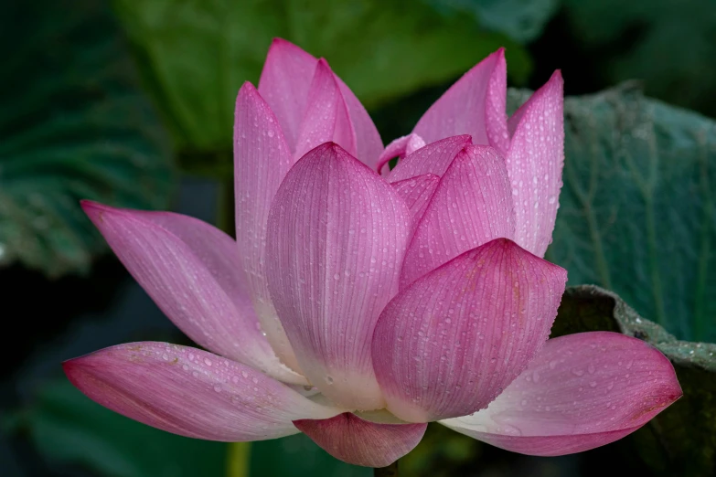 this is the back end of a pink lotus