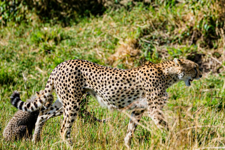 a cheetah is walking down a grassy hill