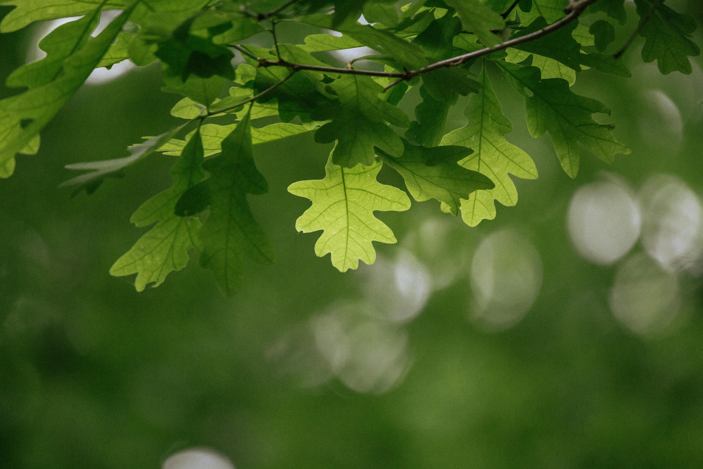 leaves against a blurry green background with only one leaf