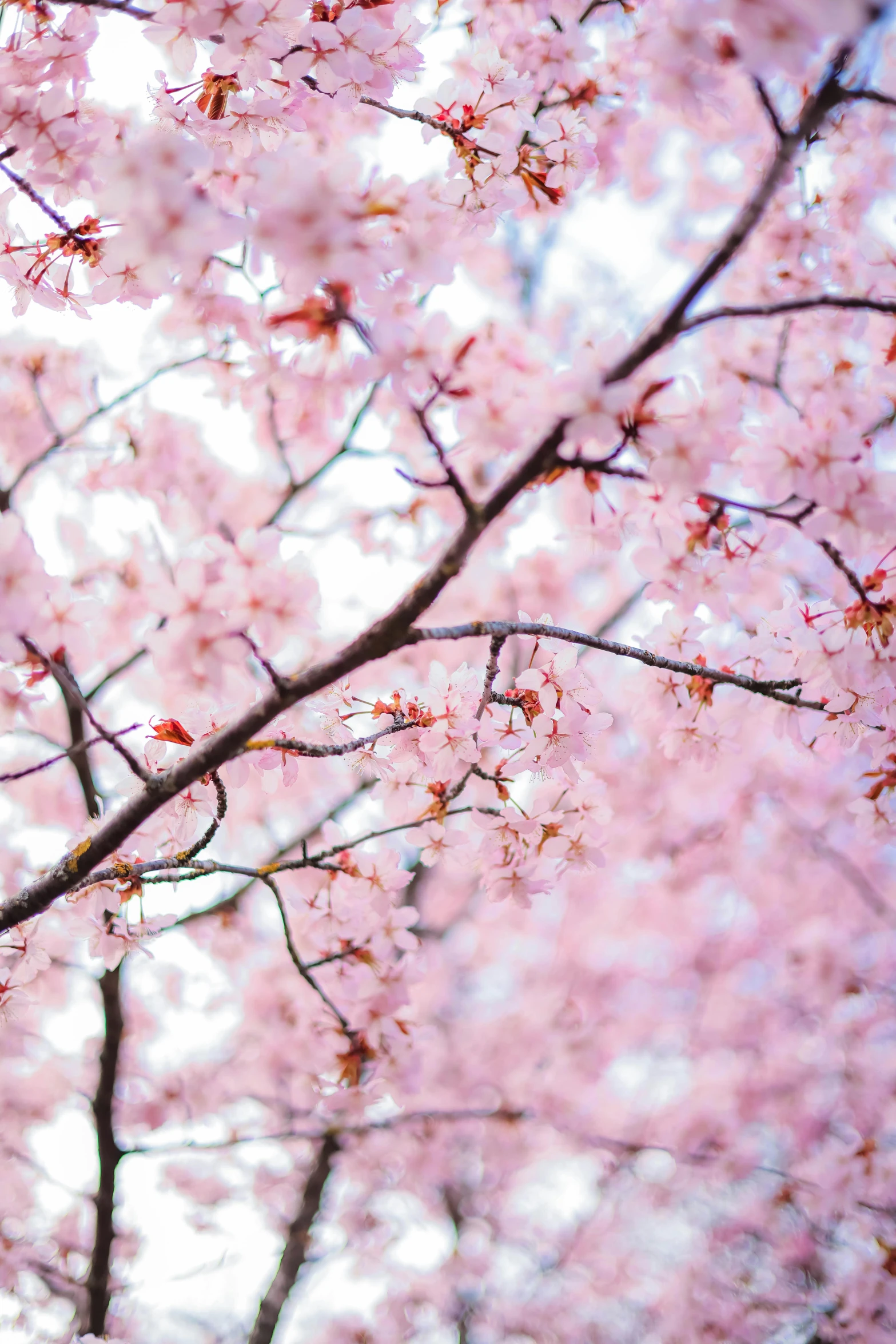 some trees that have some pretty pink flowers