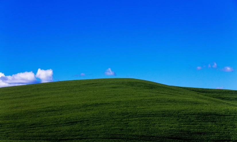 sheep standing in the middle of a lush green field