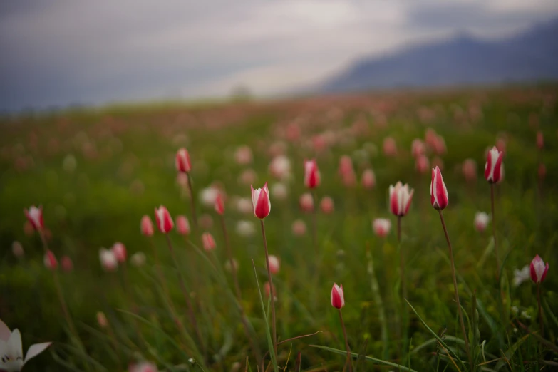 red and white flowers are in the middle of some grass