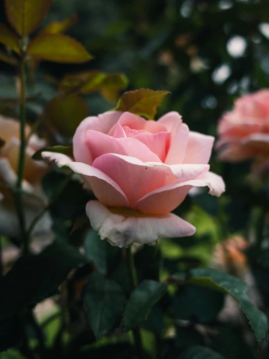 a pretty pink rose that is blooming all over the place