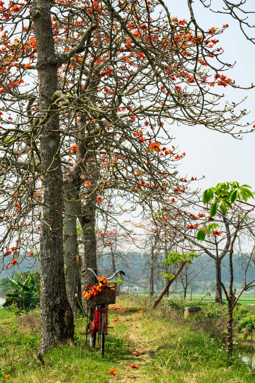 a bike with a basket parked next to a tree