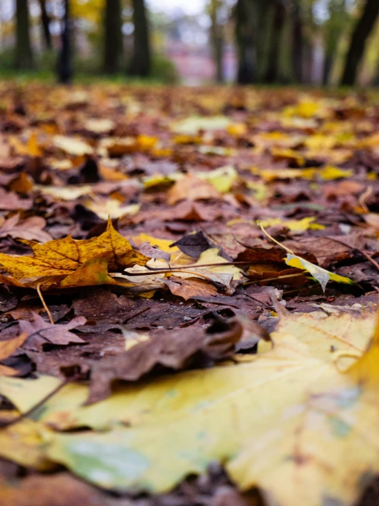 a bunch of leaves are sitting on the ground