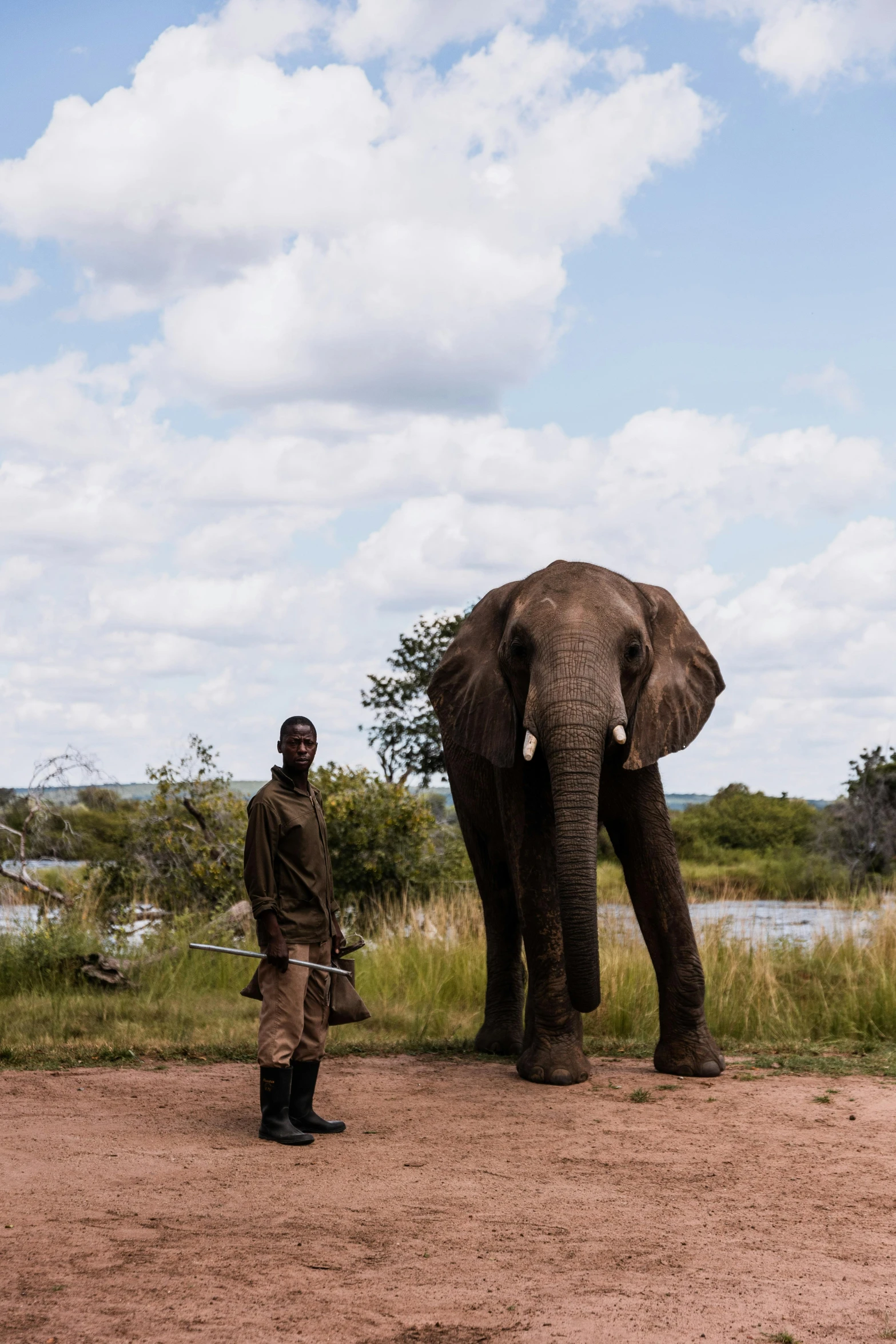 an elephant in the wild standing near a man