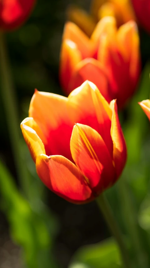 a group of red and yellow flowers bloom in the sun