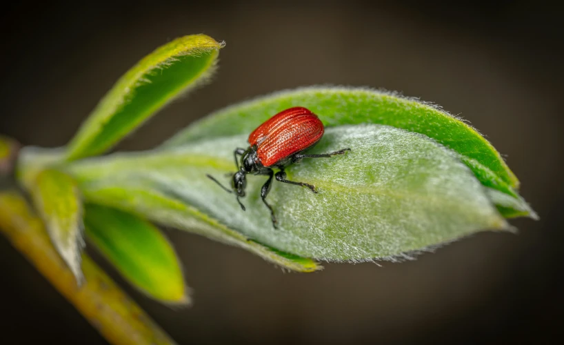 the small bug on the top of a leaf