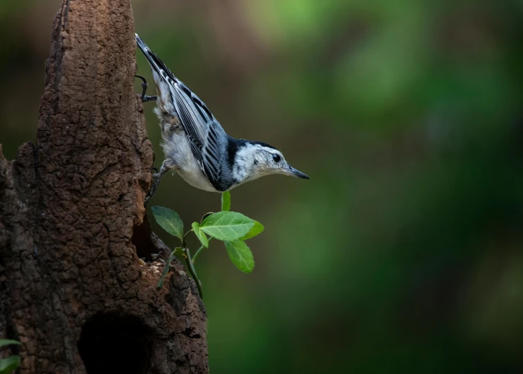 a small white and black bird on a tree