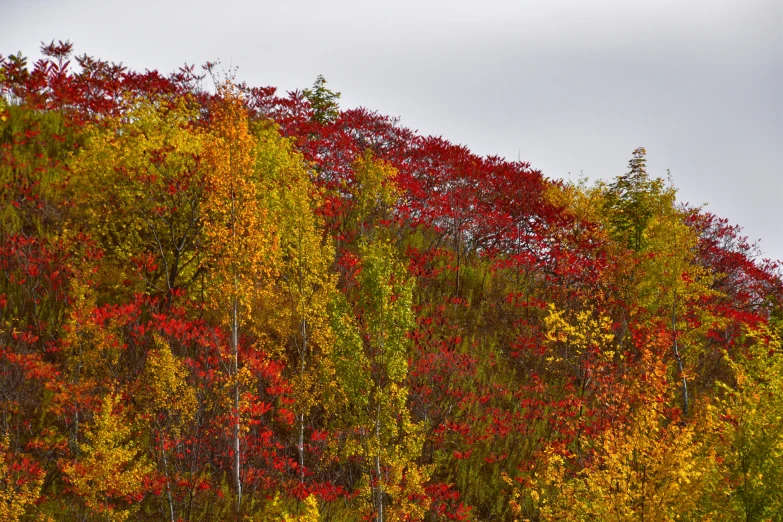 a hill with tall trees surrounded by red and green leaves