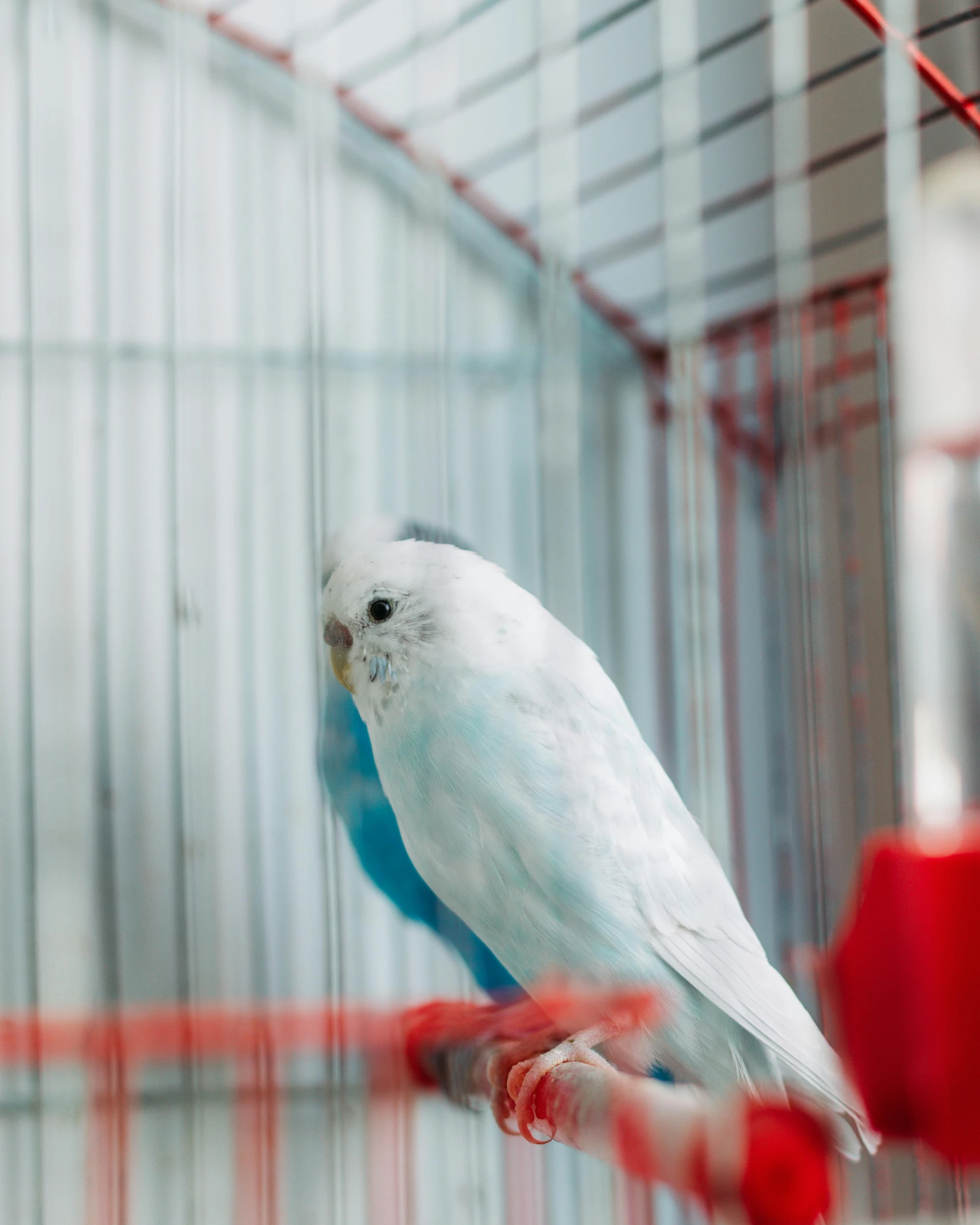 a bird sits inside a cage with a white bird