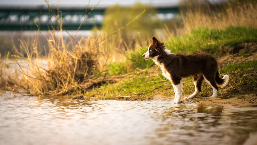 an adorable brown and white dog standing near the water