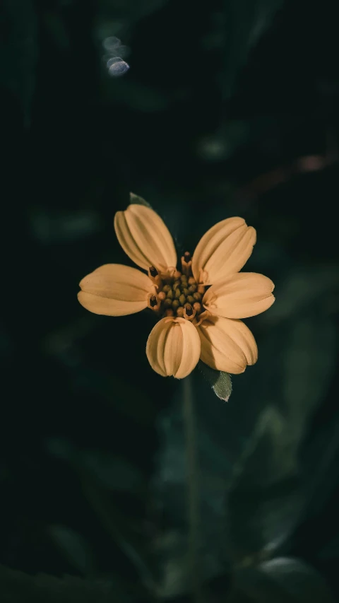 the flower is yellow and blooming quickly