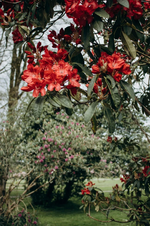 bright red flowers hanging from the top of a tree