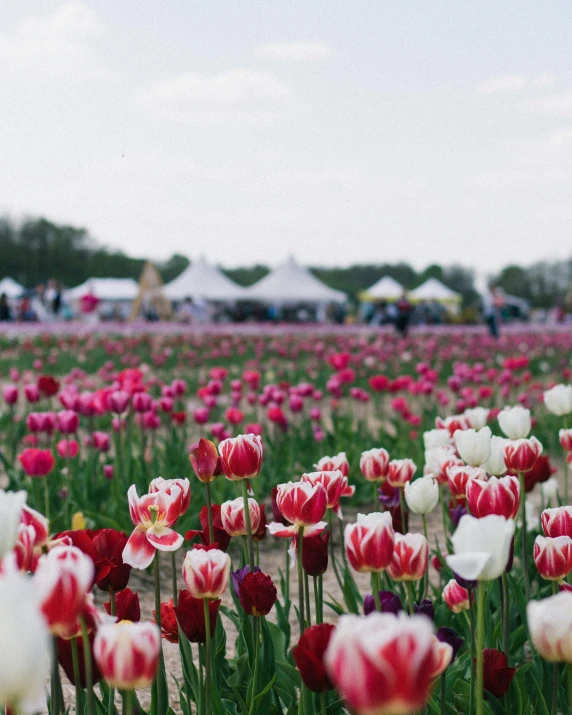 tulips with people in the distance are in the background