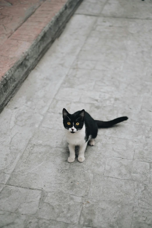 the black and white cat is looking back at us