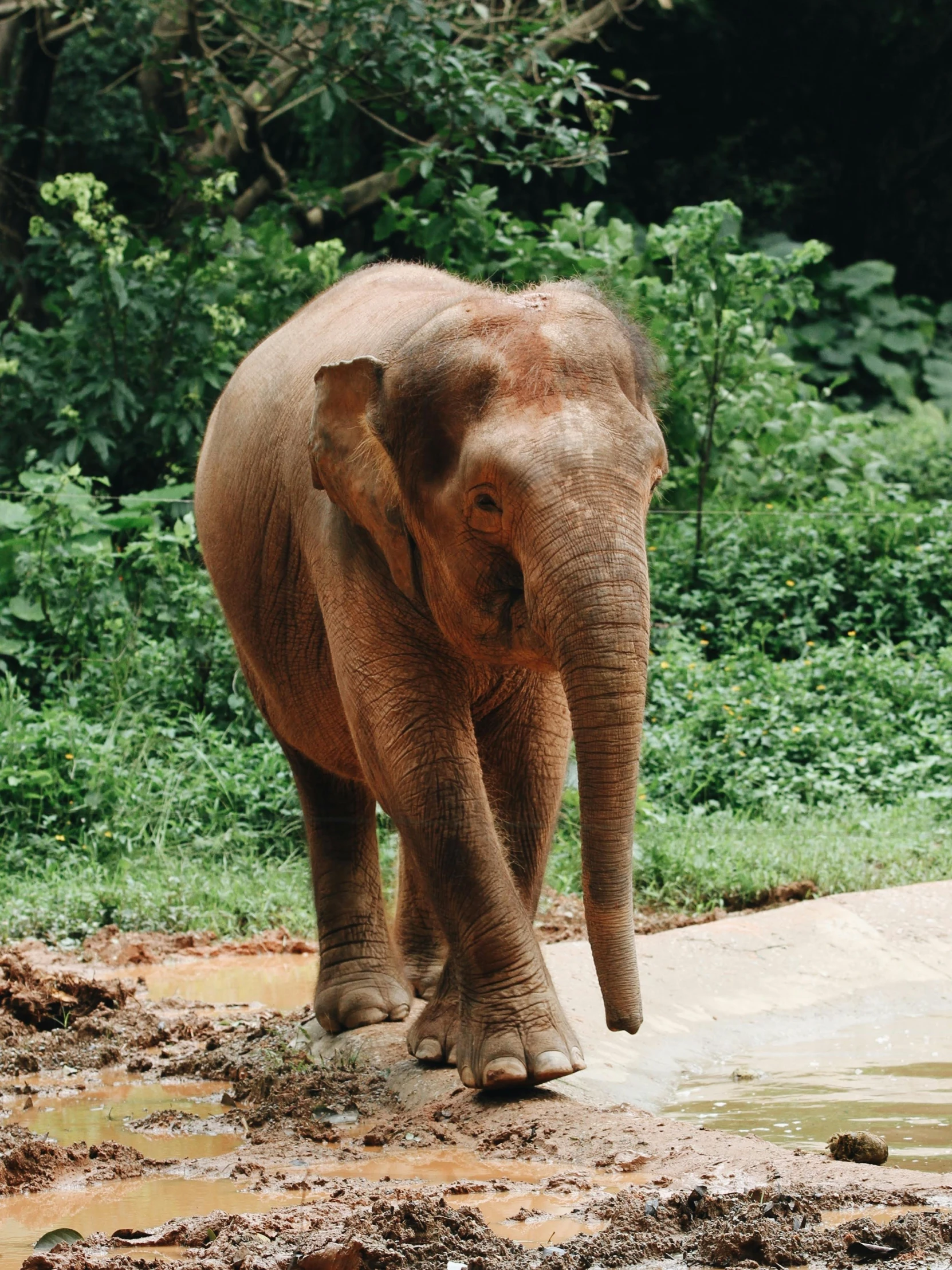 an elephant walking into the water with trees in the background