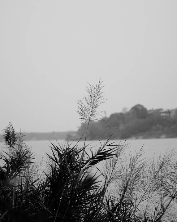 a single tree on the shore of a lake