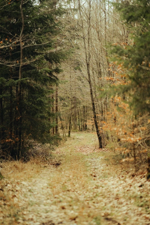 a path running through some trees in the woods