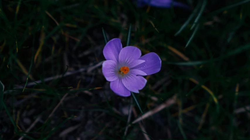 a single flower sitting in the grass