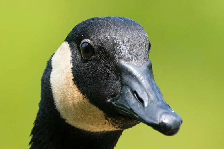 a black bird with white stripes on its head and neck