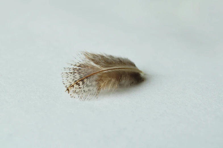 a feather on a white surface with it's shadow