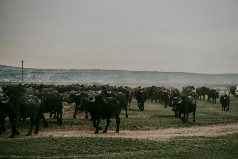 the herd of cattle are running to get their cows